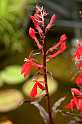 FH_VP_0114(Lobelia cardinalis)